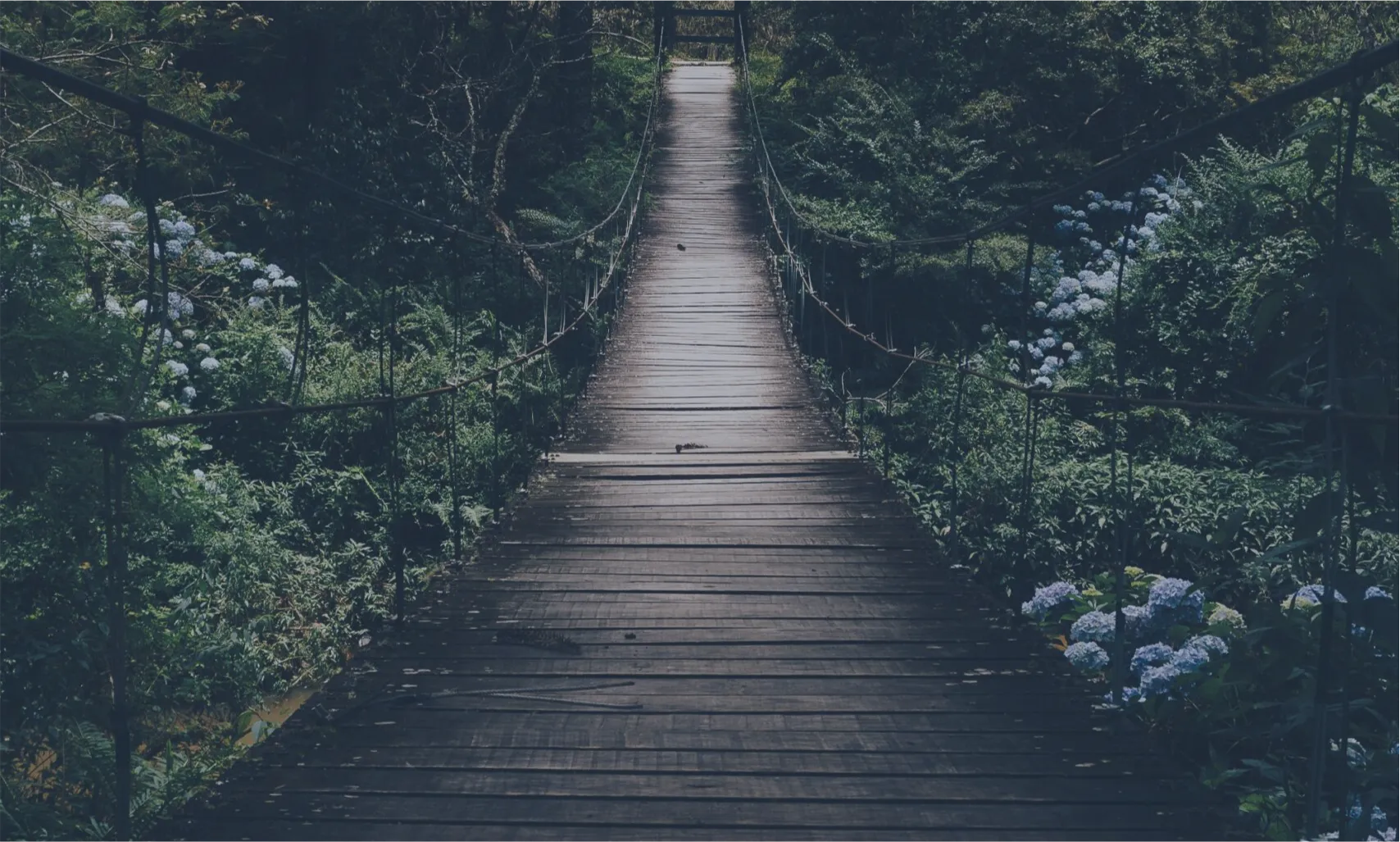 Bild einer Holzbrücke in einem Wald